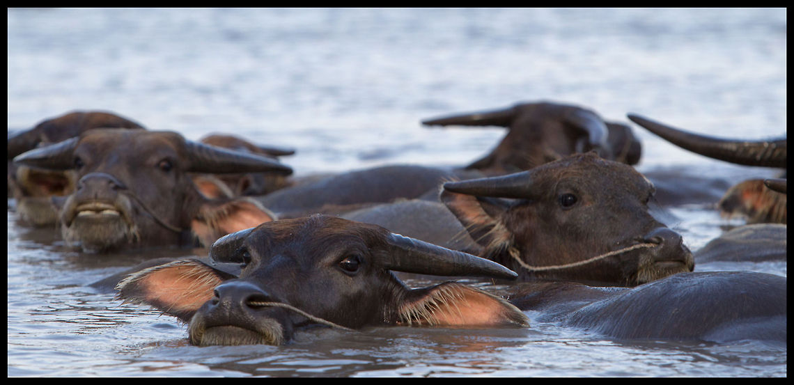 Asian Buffalo  Just back from a week in Mynamar (was Burma) and caught these guys floating in Inle Lake Bubalus bubalis,Water buffalo
