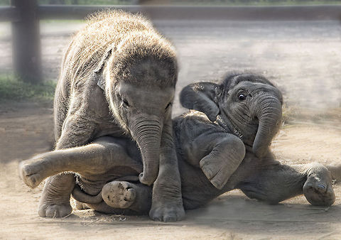 Playtime  Asian elephant,Elephas maximus,Funny,Humor