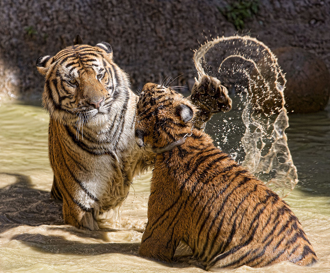 The Slap  Panthera tigris,Tiger