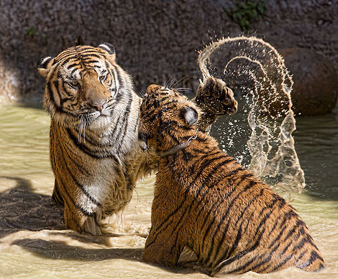 The Slap  Panthera tigris,Tiger