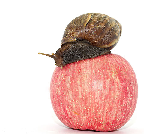 More than a mouthful Snails are huge in the tropics
 Helix aspersa