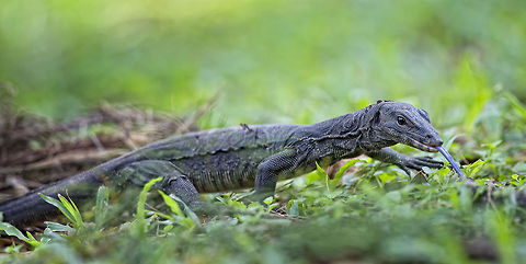Tongue  Geotagged,Singapore,Varanus salvator,Water Monitor