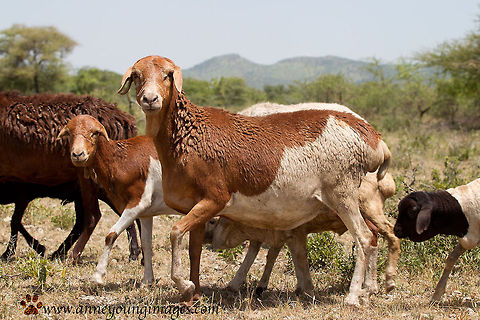 Fat Tail African Sheep  Domestic sheep,Geotagged,Ovis aries,Tanzania