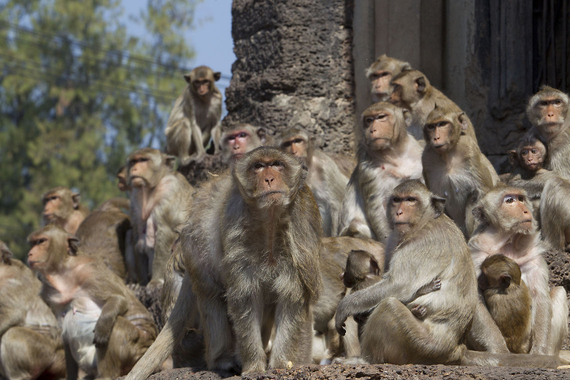 Troup of Barbary Macaques  Barbary Macaque,Macaca sylvanus