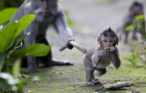 Hanging on  and taking the lead:) Crab-eating macaque,Geotagged,Indonesia,Macaca fascicularis
