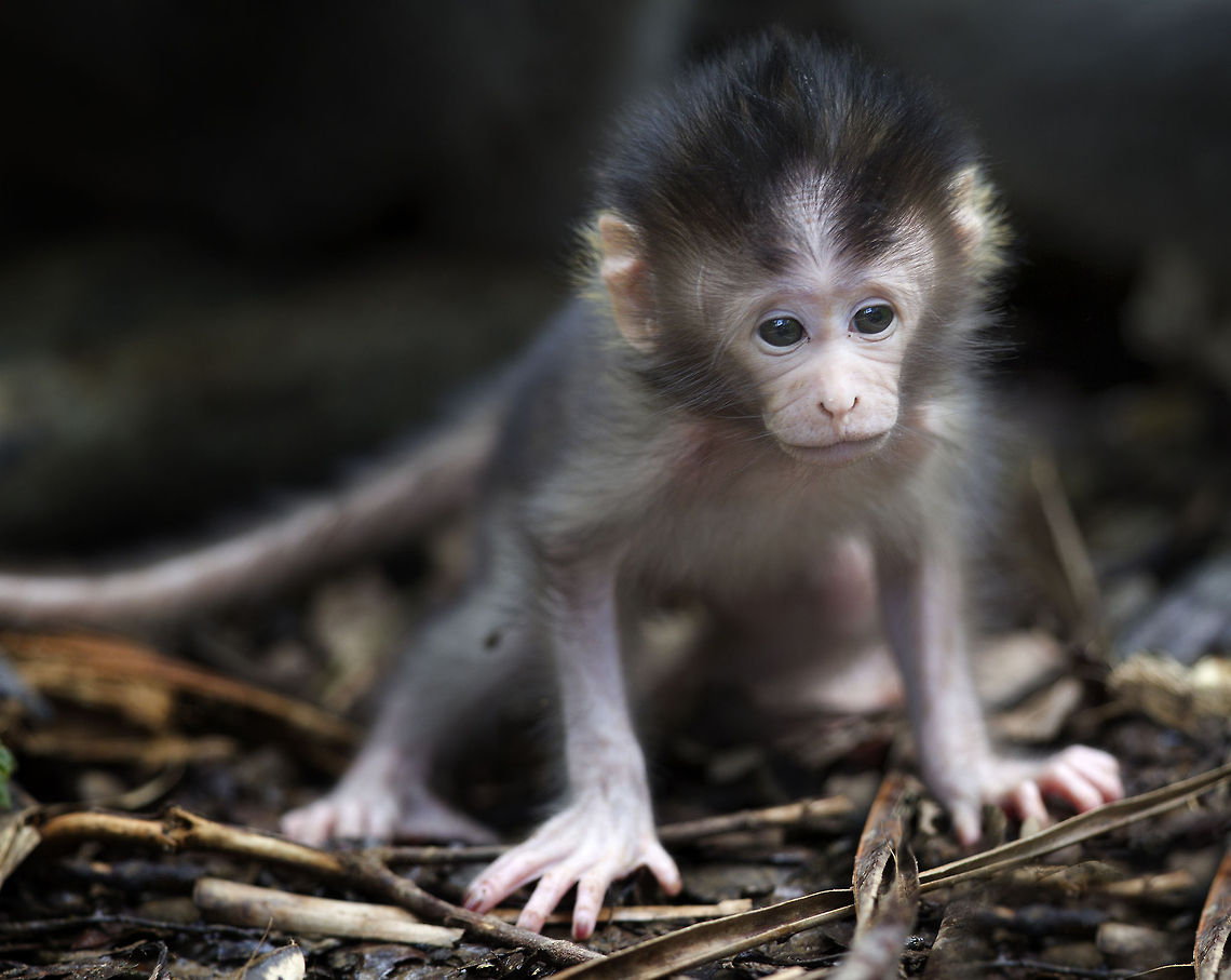 Less than 24hrs Old  Crab-eating macaque,Geotagged,Indonesia,Macaca fascicularis