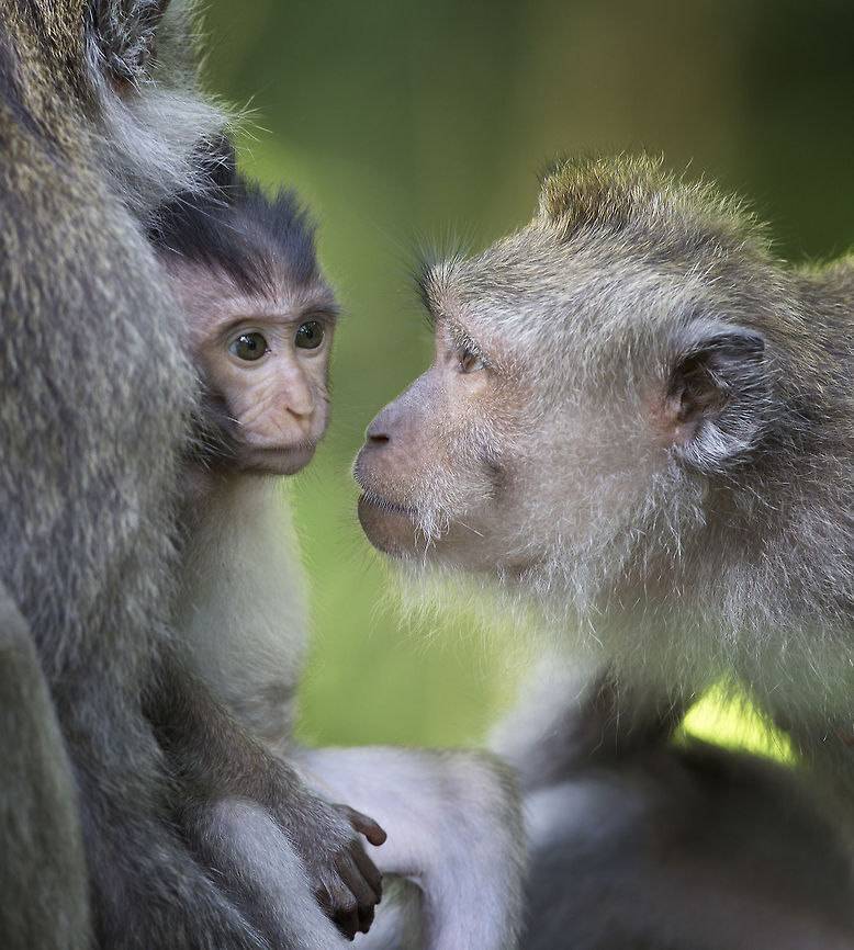Meet and greet   Crab-eating macaque,Geotagged,Indonesia,Macaca fascicularis