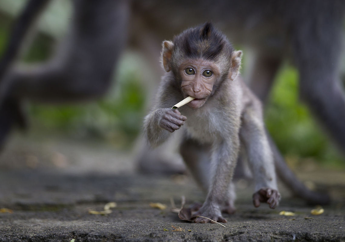 I need a lighter  Crab-eating macaque,Geotagged,Indonesia,Macaca fascicularis