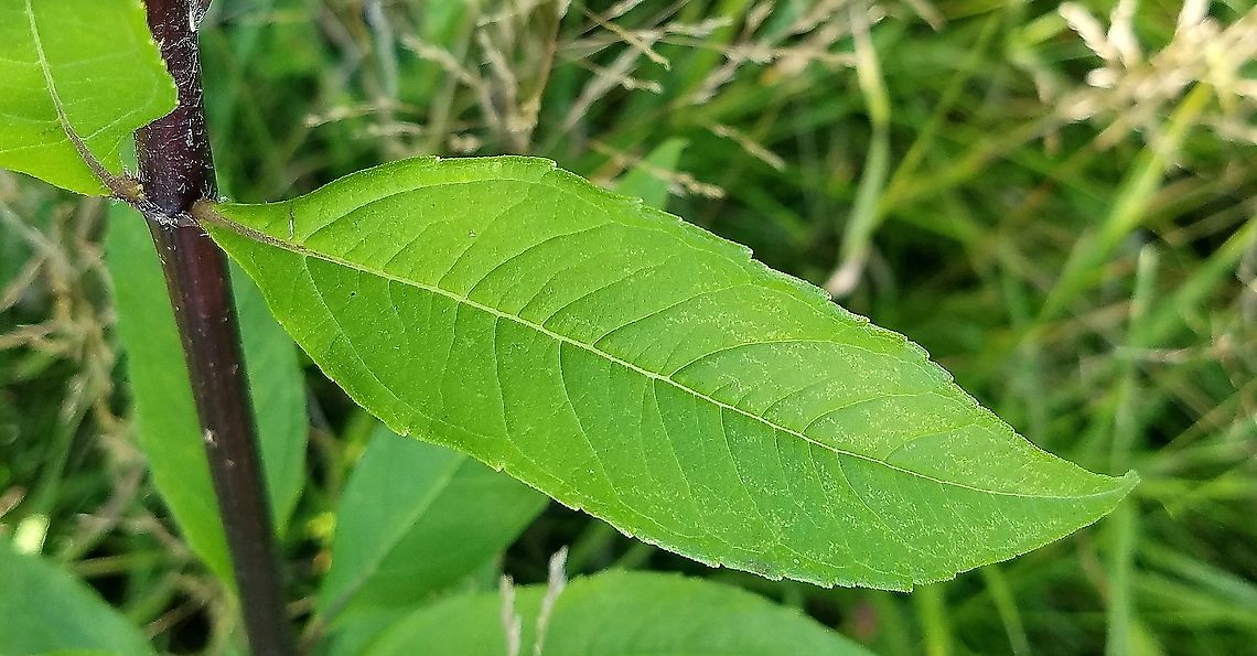 Helianthus giganteus Helianthus giganteus leaf showing margins and attachment. Geotagged,Giant sunflower,Helianthus giganteus,Summer,United States