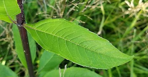 Helianthus giganteus Helianthus giganteus leaf showing margins and attachment. Geotagged,Giant sunflower,Helianthus giganteus,Summer,United States