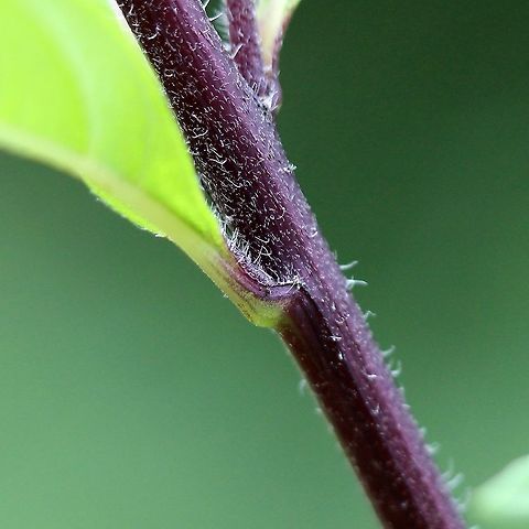 Helianthus giganteus Helianthus giganteus stem and leaf attachment. Stems may be green, light red, or burgandy color. They are usually very hairy. leaves near the base of the stem are arranged in opposite pairs but become alternating closer to the flowers. Geotagged,Giant sunflower,Helianthus giganteus,Summer,United States