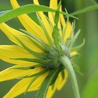 Helianthus giganteus Floral bracts of Helianthus giganteus which are light green, long, narrow and finged along the margins. Geotagged,Giant sunflower,Helianthus giganteus,Summer,United States