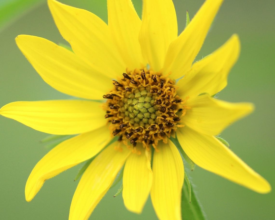 Helianthus giganteus Flowerhead of Helianthus giganteus. Most sunflowers look pretty much the same in this view.<br />
<br />
<figure class="photo"><a href="https://www.jungledragon.com/image/100051/helianthus_giganteus.html" title="Helianthus giganteus"><img src="https://s3.amazonaws.com/media.jungledragon.com/images/3383/100051_thumb.JPG?AWSAccessKeyId=05GMT0V3GWVNE7GGM1R2&Expires=1759968010&Signature=2S84yAxaiZl0U5ueVxkScgj3jYk%3D" width="200" height="200" alt="Helianthus giganteus Floral bracts of Helianthus giganteus which are light green, long, narrow and finged along the margins. Geotagged,Giant sunflower,Helianthus giganteus,Summer,United States" /></a></figure><br />
<figure class="photo"><a href="https://www.jungledragon.com/image/100050/helianthus_giganteus.html" title="Helianthus giganteus"><img src="https://s3.amazonaws.com/media.jungledragon.com/images/3383/100050_thumb.JPG?AWSAccessKeyId=05GMT0V3GWVNE7GGM1R2&Expires=1759968010&Signature=0TdtpjPsPCtFBw5cv11omb2IpwI%3D" width="200" height="200" alt="Helianthus giganteus Helianthus giganteus stem and leaf attachment. Stems may be green, light red, or burgandy color. They are usually very hairy. leaves near the base of the stem are arranged in opposite pairs but become alternating closer to the flowers. Geotagged,Giant sunflower,Helianthus giganteus,Summer,United States" /></a></figure><br />
<figure class="photo"><a href="https://www.jungledragon.com/image/100049/helianthus_giganteus.html" title="Helianthus giganteus"><img src="https://s3.amazonaws.com/media.jungledragon.com/images/3383/100049_thumb.jpg?AWSAccessKeyId=05GMT0V3GWVNE7GGM1R2&Expires=1759968010&Signature=Kh0WNaVH30KMJImKBbmyqScyfLw%3D" width="200" height="106" alt="Helianthus giganteus Helianthus giganteus leaf showing margins and attachment. Geotagged,Giant sunflower,Helianthus giganteus,Summer,United States" /></a></figure> Geotagged,Giant sunflower,Helianthus giganteus,Summer,United States