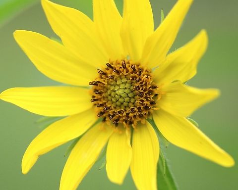 Helianthus giganteus Flowerhead of Helianthus giganteus. Most sunflowers look pretty much the same in this view.

https://www.jungledragon.com/image/100051/helianthus_giganteus.html
https://www.jungledragon.com/image/100050/helianthus_giganteus.html
https://www.jungledragon.com/image/100049/helianthus_giganteus.html Geotagged,Giant sunflower,Helianthus giganteus,Summer,United States