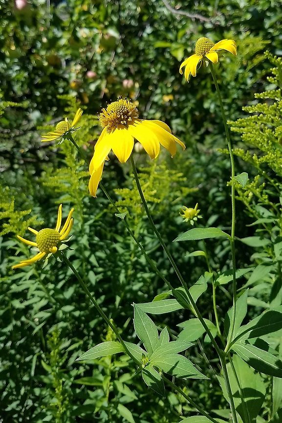 Rudbeckia laciniata <figure class="photo"><a href="https://www.jungledragon.com/image/100054/rudbeckia_laciniata.html" title="Rudbeckia laciniata"><img src="https://s3.amazonaws.com/media.jungledragon.com/images/3383/100054_thumb.jpg?AWSAccessKeyId=05GMT0V3GWVNE7GGM1R2&Expires=1759968010&Signature=cBW%2BYB1tqkC8uRUXohJUgaD08Qg%3D" width="128" height="152" alt="Rudbeckia laciniata  Cutleaf coneflower,Geotagged,Rudbeckia laciniata,Summer,United States" /></a></figure><br />
<br />
<figure class="photo"><a href="https://www.jungledragon.com/image/100056/rudbeckia_laciniata.html" title="Rudbeckia laciniata"><img src="https://s3.amazonaws.com/media.jungledragon.com/images/3383/100056_thumb.jpg?AWSAccessKeyId=05GMT0V3GWVNE7GGM1R2&Expires=1759968010&Signature=Y6GNM3qweW1Hu95H%2BZsa6XIUZEM%3D" width="200" height="180" alt="Rudbeckia laciniata Leaves of Rudbeckia laciniata are dissected with an increasing number of divisions further down the stem. Cutleaf coneflower,Geotagged,Rudbeckia laciniata,Summer,United States" /></a></figure> Cutleaf coneflower,Geotagged,Rudbeckia laciniata,Summer,United States