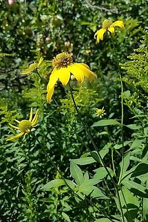 Rudbeckia laciniata https://www.jungledragon.com/image/100054/rudbeckia_laciniata.html

https://www.jungledragon.com/image/100056/rudbeckia_laciniata.html Cutleaf coneflower,Geotagged,Rudbeckia laciniata,Summer,United States