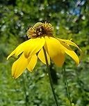 Rudbeckia laciniata Cutleaf coneflower,Geotagged,Rudbeckia laciniata,Summer,United States