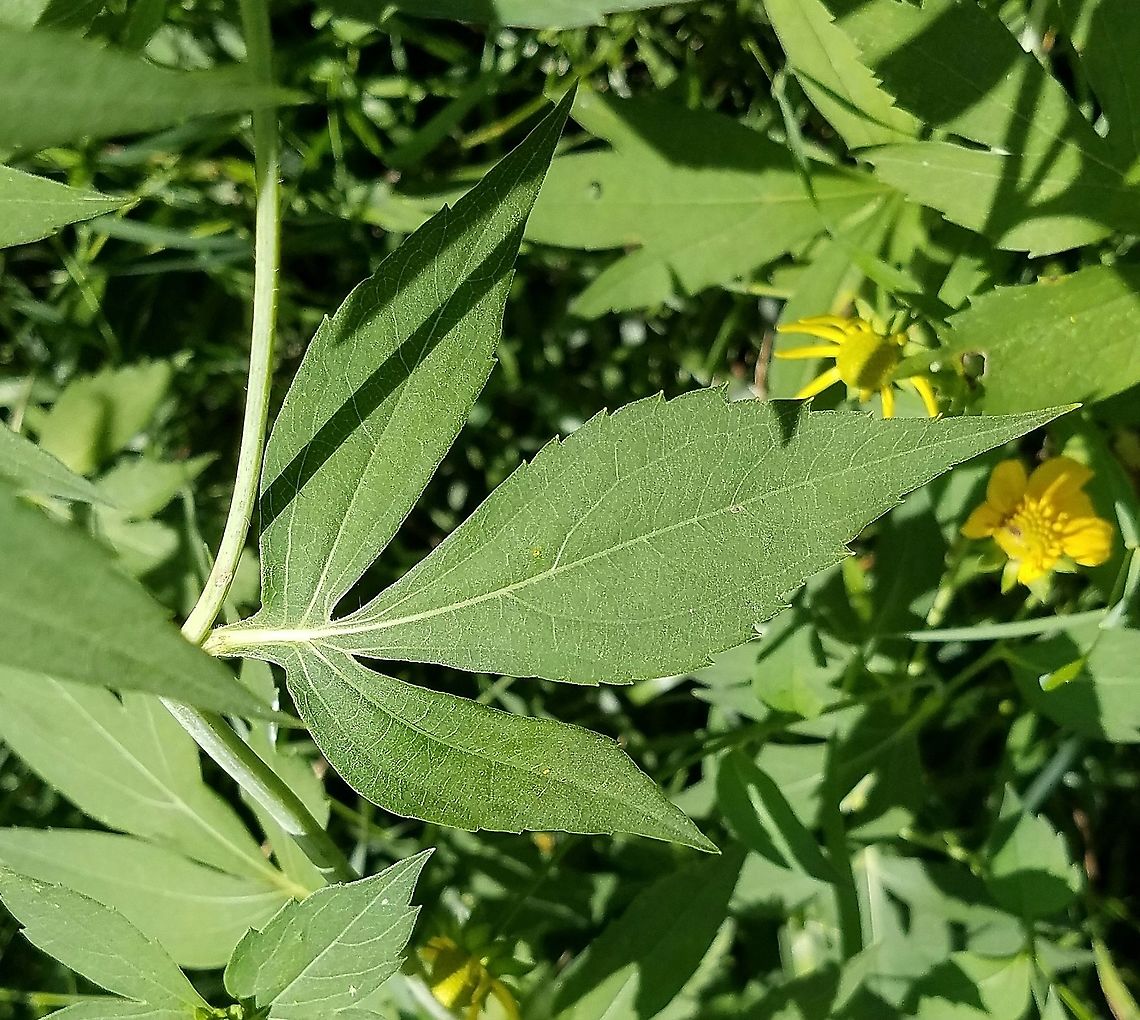 Rudbeckia laciniata Leaves of Rudbeckia laciniata are dissected with an increasing number of divisions further down the stem. Cutleaf coneflower,Geotagged,Rudbeckia laciniata,Summer,United States