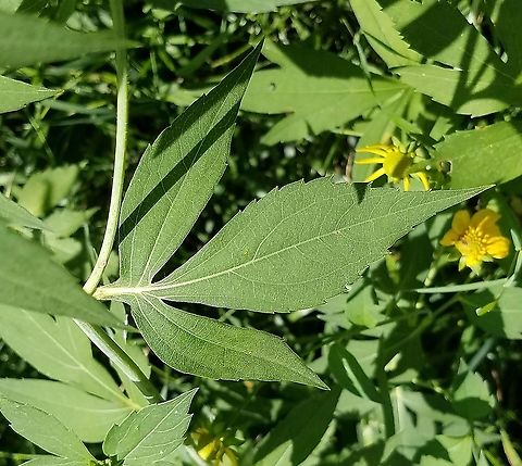 Rudbeckia laciniata Leaves of Rudbeckia laciniata are dissected with an increasing number of divisions further down the stem. Cutleaf coneflower,Geotagged,Rudbeckia laciniata,Summer,United States