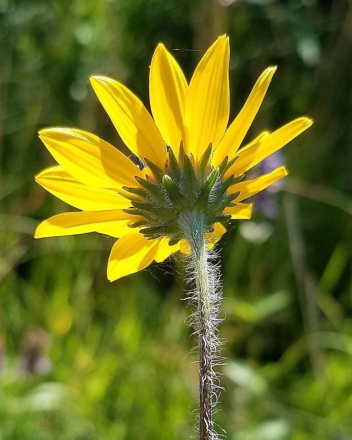 Helianthus occidentalis From Flora of North America (<a href="http://www.efloras.org/florataxon.aspx?flora_id=1&taxon_id=242416636)" rel="nofollow">http://www.efloras.org/florataxon.aspx?flora_id=1&taxon_id=242416636)</a> "Stems (often reddish) erect, pilose to appressed-hairy proximally." These plants are pillose.<br />
<br />
Technically these plants are Helianthus occidentalis Riddell subsp. occidentalis because "Leaves entire or nearly so, scabrous or hirsute, rough to touch." Geotagged,Helianthus occidentalis,Summer,United States