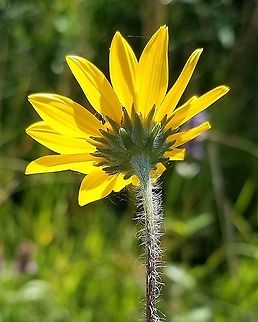 Helianthus occidentalis From Flora of North America (http://www.efloras.org/florataxon.aspx?flora_id=1&taxon_id=242416636) "Stems (often reddish) erect, pilose to appressed-hairy proximally." These plants are pillose.

Technically these plants are Helianthus occidentalis Riddell subsp. occidentalis because "Leaves entire or nearly so, scabrous or hirsute, rough to touch." Geotagged,Helianthus occidentalis,Summer,United States