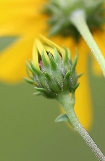 Helianthus occidentalis This plant is from the same patch as https://www.jungledragon.com/image/100057/helianthus_occidentalis.html 
but has short appressed hairs instead of long wispy hairs on the stem. I think that the origins for this patch which I planted in the 1980s and 1990s are from two different population sources. Geotagged,Helianthus occidentalis,Summer,United States