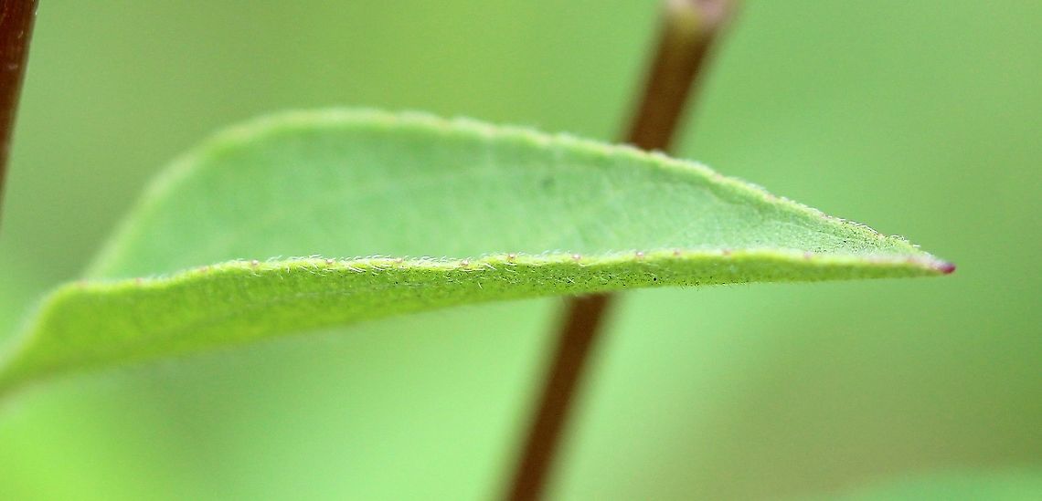 Helianthus occidentalis Detail of leaf margin. Geotagged,Helianthus occidentalis,Summer,United States