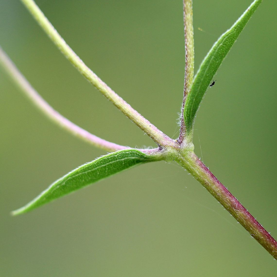 Helianthus occidentalis Leaves and stem just below inflorescence. Geotagged,Helianthus occidentalis,Summer,United States