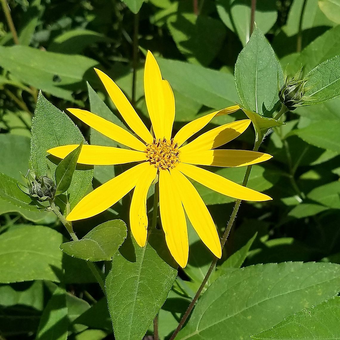 Helianthus tuberosus These plants are from a wild source discovered in northern Minnesota near the Canadian border. The plants seldom grow taller than 6 feet and the tubers are small about he size of a walnut or a bit larger.<br />
<br />
<figure class="photo"><a href="https://www.jungledragon.com/image/100065/helianthus_tuberosus.html" title="Helianthus tuberosus"><img src="https://s3.amazonaws.com/media.jungledragon.com/images/3383/100065_thumb.jpg?AWSAccessKeyId=05GMT0V3GWVNE7GGM1R2&Expires=1759968010&Signature=H1Jcer0SSuL3kPvvhe6eePfnUO8%3D" width="200" height="110" alt="Helianthus tuberosus Leaves and flower buds Geotagged,Helianthus tuberosus,Jerusalem artichoke,Summer,United States" /></a></figure> <figure class="photo"><a href="https://www.jungledragon.com/image/100064/helianthus_tuberosus.html" title="Helianthus tuberosus"><img src="https://s3.amazonaws.com/media.jungledragon.com/images/3383/100064_thumb.jpg?AWSAccessKeyId=05GMT0V3GWVNE7GGM1R2&Expires=1759968010&Signature=MJ34I%2BqxEmbKshL%2BShIREe0CV1Y%3D" width="200" height="200" alt="Helianthus tuberosus Detail of leaf attachment and stem Geotagged,Helianthus tuberosus,Jerusalem artichoke,Summer,United States" /></a></figure> <figure class="photo"><a href="https://www.jungledragon.com/image/100063/helianthus_tuberosus.html" title="Helianthus tuberosus"><img src="https://s3.amazonaws.com/media.jungledragon.com/images/3383/100063_thumb.jpg?AWSAccessKeyId=05GMT0V3GWVNE7GGM1R2&Expires=1759968010&Signature=PixAS%2FAqz9vAD%2FETDb2OCRM6HY4%3D" width="128" height="152" alt="Helianthus tuberosus Flower buds and leaf arrangement Geotagged,Helianthus tuberosus,Jerusalem artichoke,Summer,United States" /></a></figure> Geotagged,Helianthus tuberosus,Jerusalem artichoke,Summer,United States,sunflower