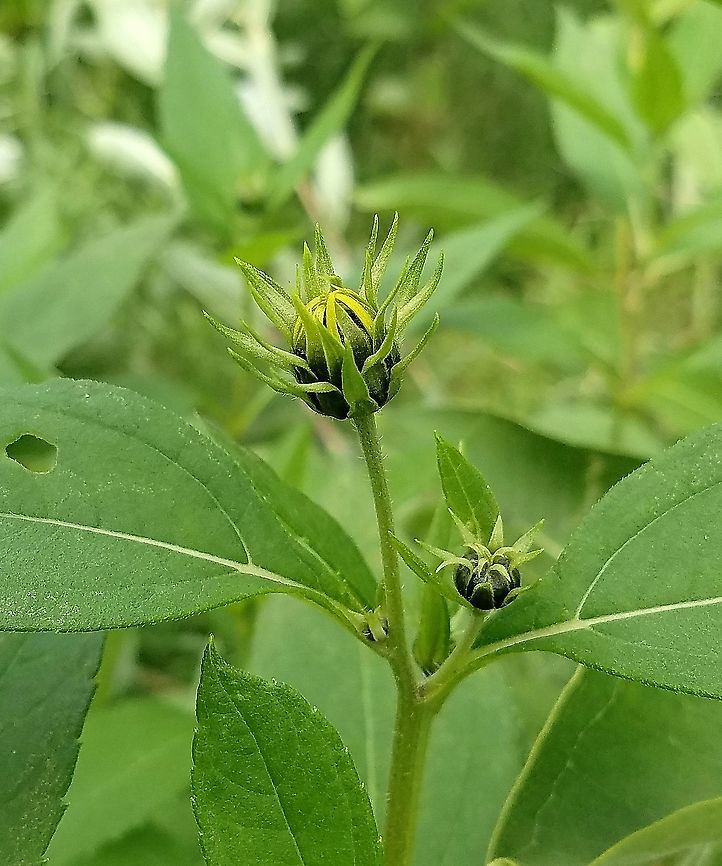 Helianthus tuberosus Flower buds and leaf arrangement Geotagged,Helianthus tuberosus,Jerusalem artichoke,Summer,United States