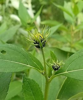 Helianthus tuberosus Flower buds and leaf arrangement Geotagged,Helianthus tuberosus,Jerusalem artichoke,Summer,United States