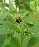 Helianthus tuberosus Flower buds and leaf arrangement Geotagged,Helianthus tuberosus,Jerusalem artichoke,Summer,United States