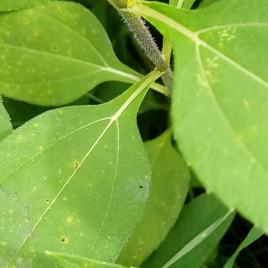 Helianthus tuberosus Detail of leaf attachment and stem Geotagged,Helianthus tuberosus,Jerusalem artichoke,Summer,United States