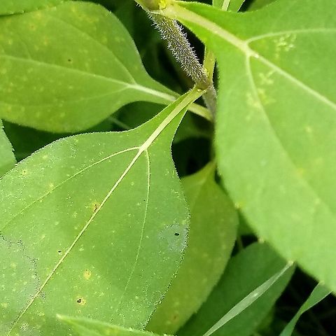 Helianthus tuberosus Detail of leaf attachment and stem Geotagged,Helianthus tuberosus,Jerusalem artichoke,Summer,United States