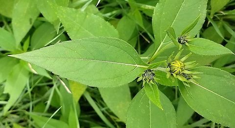 Helianthus tuberosus Leaves and flower buds Geotagged,Helianthus tuberosus,Jerusalem artichoke,Summer,United States