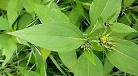 Helianthus tuberosus Leaves and flower buds Geotagged,Helianthus tuberosus,Jerusalem artichoke,Summer,United States