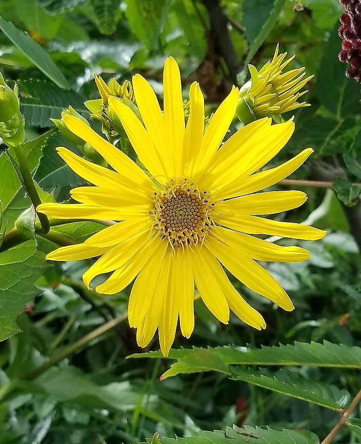 Silphium perfoliatum  Geotagged,Silphium perfoliatum,Summer,United States,cup plant