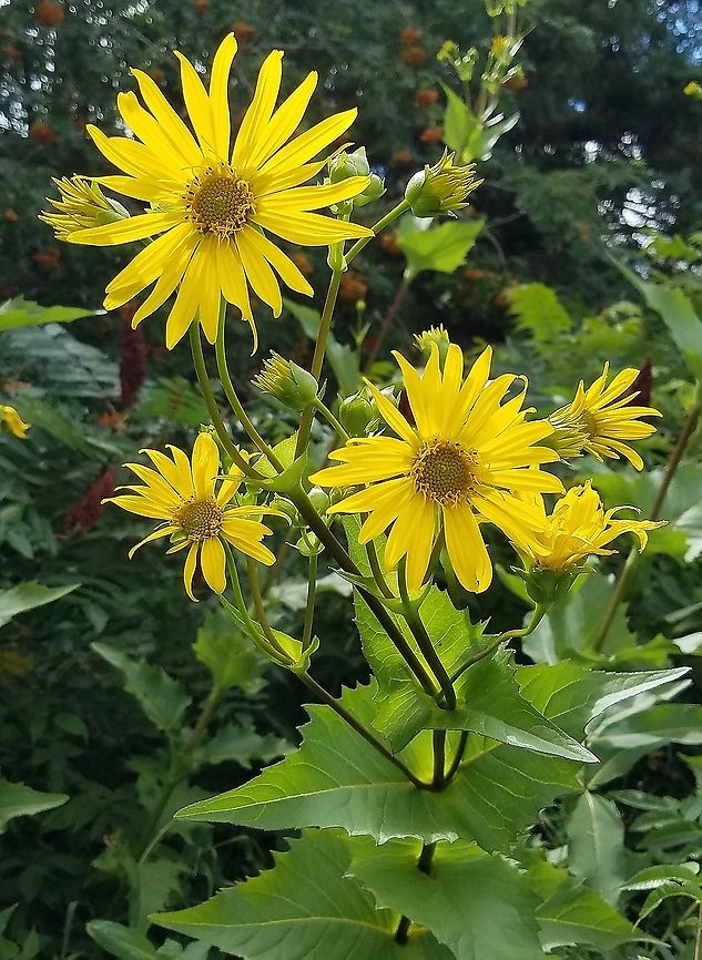 Silphium perfoliatum <figure class="photo"><a href="https://www.jungledragon.com/image/100077/silphium_perfoliatum.html" title="Silphium perfoliatum"><img src="https://s3.amazonaws.com/media.jungledragon.com/images/3383/100077_thumb.jpg?AWSAccessKeyId=05GMT0V3GWVNE7GGM1R2&Expires=1759968010&Signature=00oIbloYtiR9YYGPgfJmKHgNNz8%3D" width="200" height="200" alt="Silphium perfoliatum The leaf cups do hold water. Geotagged,Silphium perfoliatum,Summer,United States" /></a></figure><br />
<br />
<figure class="photo"><a href="https://www.jungledragon.com/image/100075/silphium_perfoliatum.html" title="Silphium perfoliatum"><img src="https://s3.amazonaws.com/media.jungledragon.com/images/3383/100075_thumb.jpg?AWSAccessKeyId=05GMT0V3GWVNE7GGM1R2&Expires=1759968010&Signature=0lMTgmwEv47HMDsTSUmXFoQ%2Fxtk%3D" width="124" height="152" alt="Silphium perfoliatum  Geotagged,Silphium perfoliatum,Summer,United States,cup plant" /></a></figure> Geotagged,Silphium perfoliatum,Summer,United States,cup plant