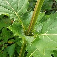 Silphium perfoliatum The leaf cups do hold water. Geotagged,Silphium perfoliatum,Summer,United States