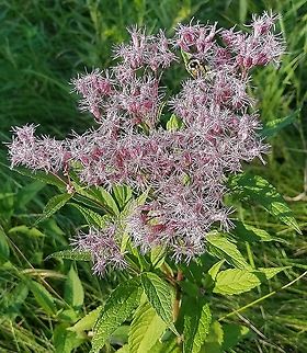 Spotted joe-pyeweed