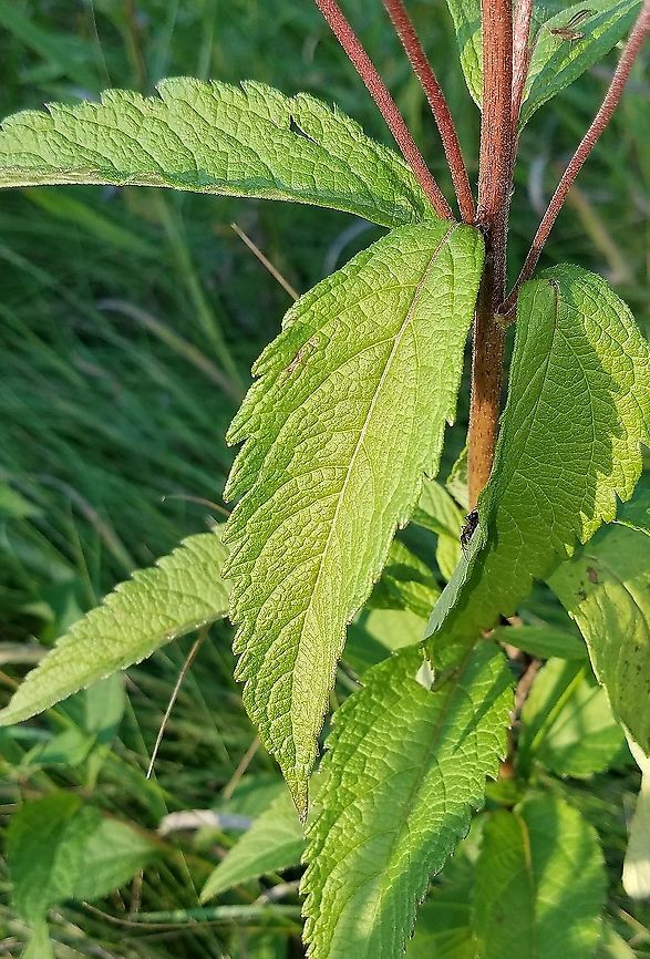 Eutrochium maculatum Detail of leaves Eutrochium maculatum,Geotagged,Spotted Joe-pye Weed,Summer,United States,leaves