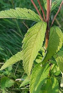 Eutrochium maculatum Detail of leaves Eutrochium maculatum,Geotagged,Spotted Joe-pye Weed,Summer,United States,leaves