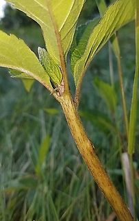 Eutrochium maculatum The spotted stem of spotted joe-pye-weed. Eutrochium maculatum,Geotagged,Spotted Joe-pye Weed,Summer,United States