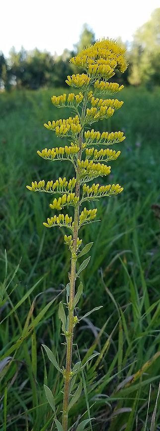 Solidago nemoralis Growing in a dry area of an abandoned hay field.<br />
<br />
<figure class="photo"><a href="https://www.jungledragon.com/image/100103/solidago_nemoralis.html" title="Solidago nemoralis"><img src="https://s3.amazonaws.com/media.jungledragon.com/images/3383/100103_thumb.jpg?AWSAccessKeyId=05GMT0V3GWVNE7GGM1R2&Expires=1769040010&Signature=o4pnh4pApVou1I1Cu6fmV%2B4efIg%3D" width="130" height="152" alt="Solidago nemoralis Stem showing sessile leaves and appressed hairs. Geotagged,Gray Goldenrod,Solidago nemoralis,Summer,United States,goldenrod" /></a></figure> Geotagged,Gray Goldenrod,Solidago nemoralis,Summer,United States,goldenrod,yellow flowers