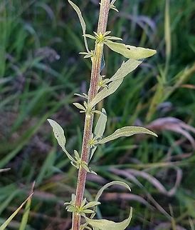 Solidago nemoralis Stem showing sessile leaves and appressed hairs. Geotagged,Gray Goldenrod,Solidago nemoralis,Summer,United States,goldenrod