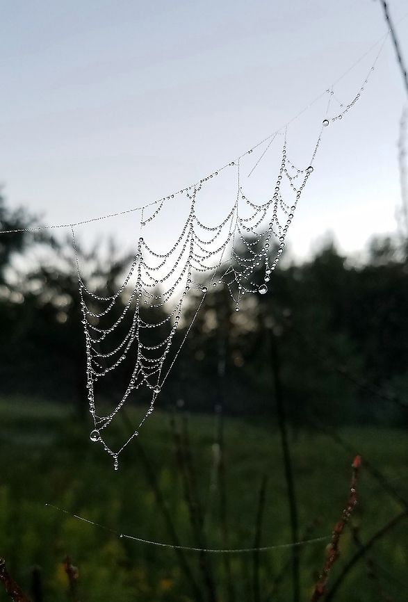 Spider web and dew  Geotagged,Summer,United States,dew,morning,spider web