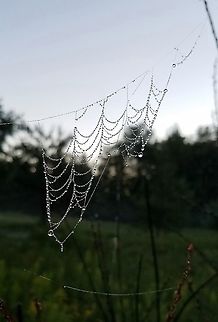 Spider web and dew  Geotagged,Summer,United States,dew,morning,spider web