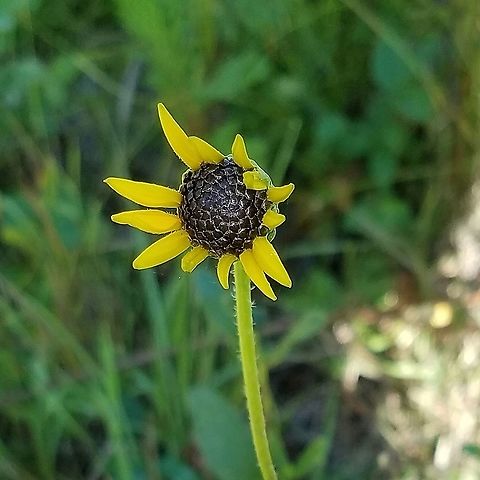 Helianthus pauciflorus dark brown central disk of Helianthus pauciflorus. Geotagged,Helianthus pauciflorus,Stiff sunflower,Summer,Sunflower,United States