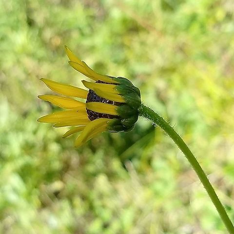 Helianthus pauciflorus Imbricate bracts of Helianthus pauciflorus. Geotagged,Helianthus pauciflorus,Stiff sunflower,Summer,Sunflower,United States,bracts