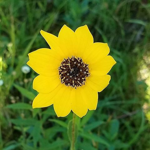Helianthus pauciflorus Part of a small colony growing in thin soil over metagraywacke bedrock. Geotagged,Helianthus pauciflorus,Stiff Sunflower,Summer,Sunflower,United States